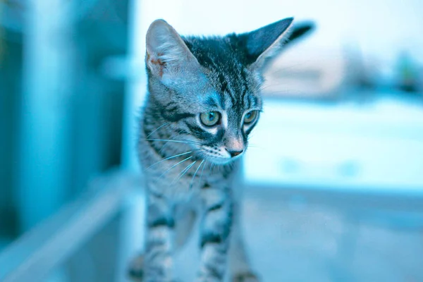 Söt Sjuk Katt Väntar Veterinären — Stockfoto