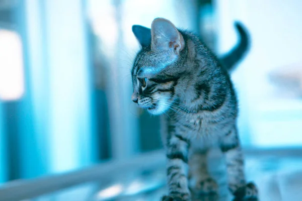 Roztomilý Nemocný Kočka Čeká Veterináře — Stock fotografie