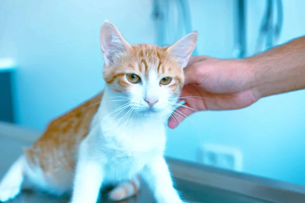 Niedliche Kranke Katze Wartet Auf Den Tierarzt — Stockfoto