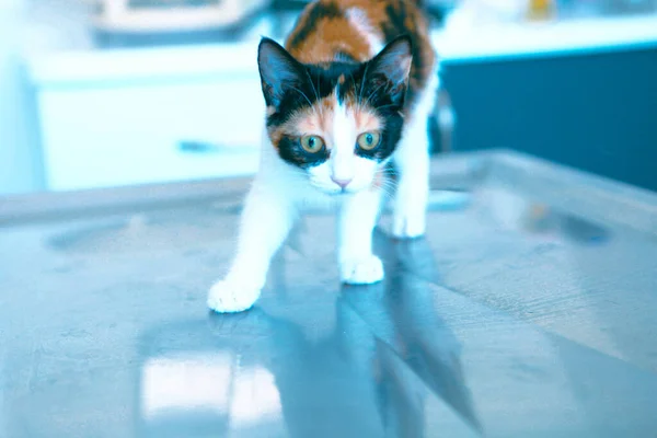 Gato Doente Bonito Espera Veterinário — Fotografia de Stock