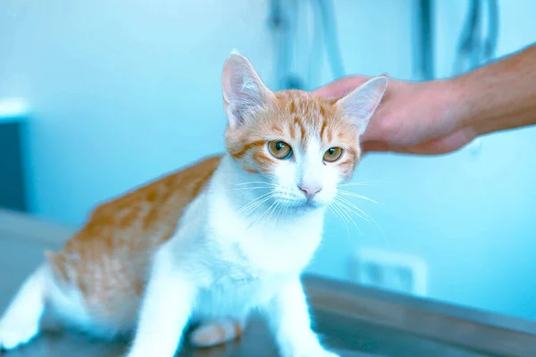 Niedliche Kranke Katze Wartet Auf Den Tierarzt — Stockfoto