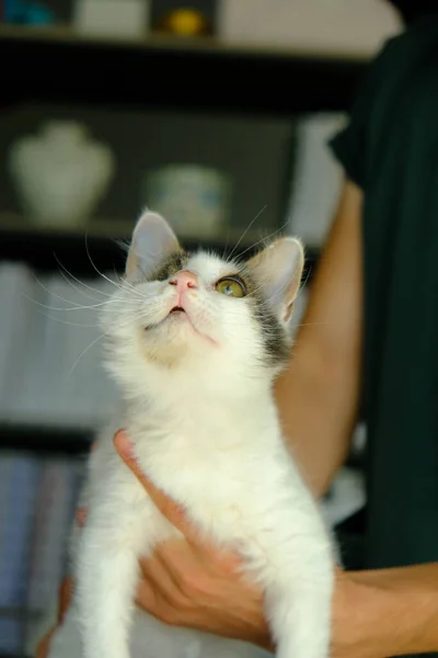 Lindo Gato Enfermo Esperando Veterinario — Foto de Stock