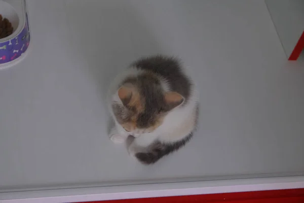 Pisica Bolnav Drăguț Așteptare Pentru Veterinar — Fotografie, imagine de stoc