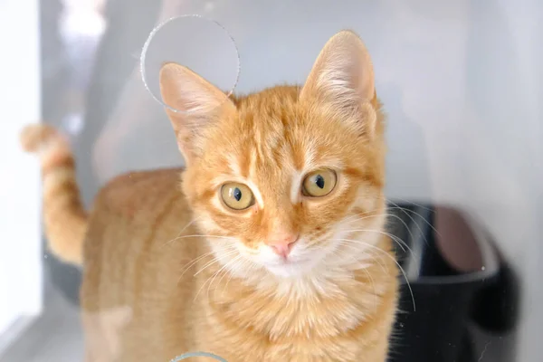 Gato Doente Bonito Espera Veterinário — Fotografia de Stock