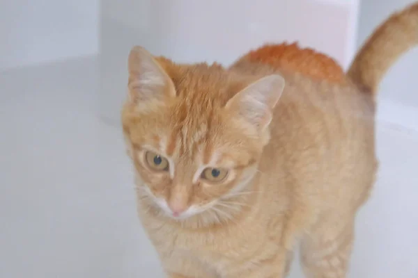 cute sick cat waiting for the vet