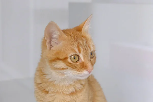 Gato Doente Bonito Espera Veterinário — Fotografia de Stock