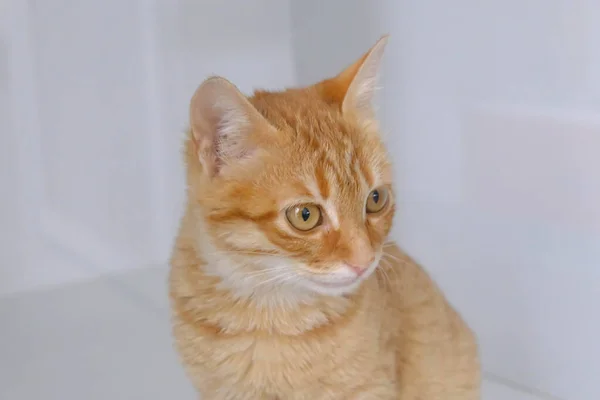 Gato Doente Bonito Espera Veterinário — Fotografia de Stock