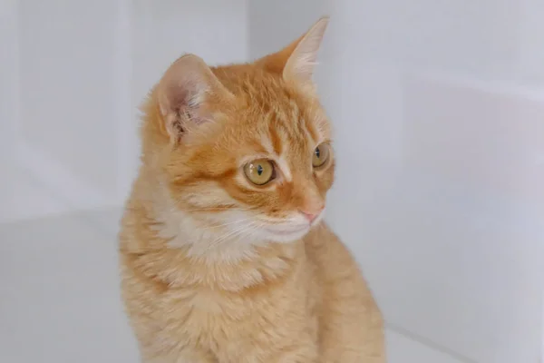 Niedliche Kranke Katze Wartet Auf Den Tierarzt — Stockfoto