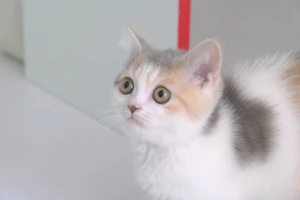 Gato Doente Bonito Espera Veterinário — Fotografia de Stock