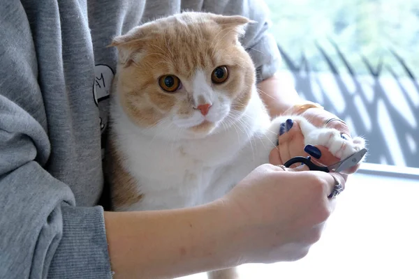 Schattig Ziek Kat Wachten Voor Dierenarts — Stockfoto