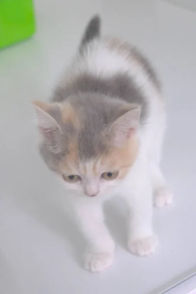 Gato Doente Bonito Espera Veterinário — Fotografia de Stock