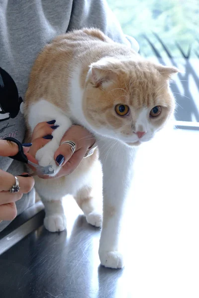 Gato Doente Bonito Espera Veterinário — Fotografia de Stock