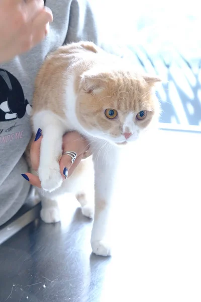 Gato Doente Bonito Espera Veterinário — Fotografia de Stock