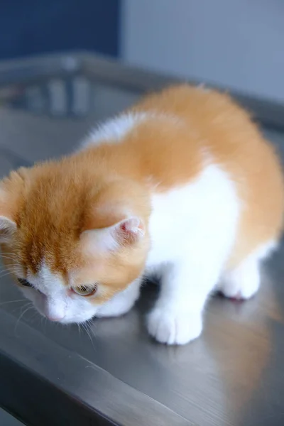 Gato Doente Bonito Espera Veterinário — Fotografia de Stock