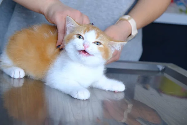 Gato Doente Bonito Espera Veterinário — Fotografia de Stock