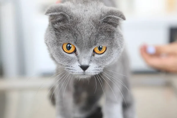 Cute Sick Cat Waiting Vet — Stock Photo, Image