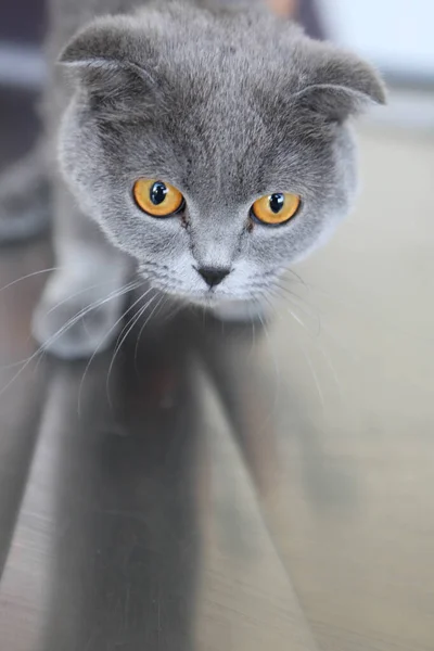 Schattig Ziek Kat Wachten Voor Dierenarts — Stockfoto