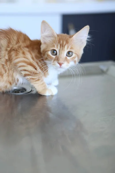 Söt Sjuk Katt Väntar Veterinären — Stockfoto