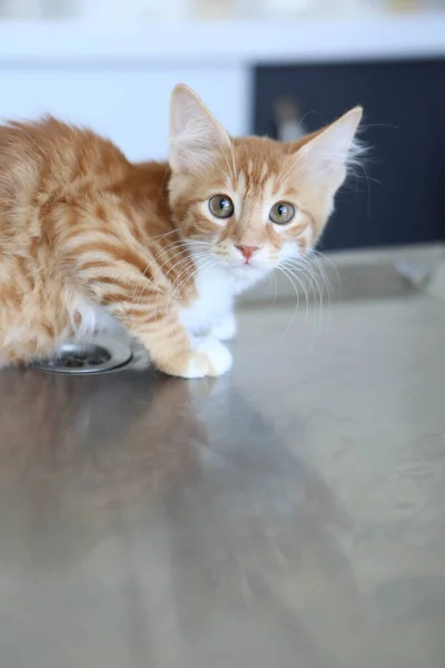 Söt Sjuk Katt Väntar Veterinären — Stockfoto