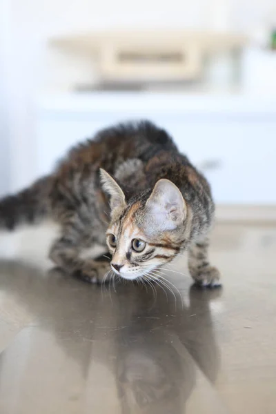 Söt Sjuk Katt Väntar Veterinären — Stockfoto