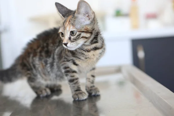 Söt Sjuk Katt Väntar Veterinären — Stockfoto