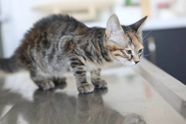 Söt Sjuk Katt Väntar Veterinären — Stockfoto