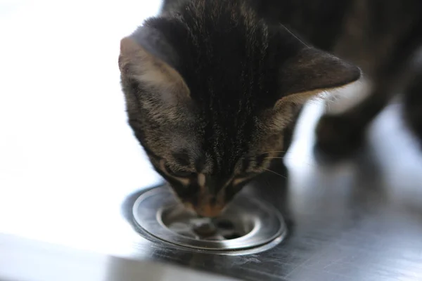 Söt Sjuk Katt Väntar Veterinären — Stockfoto