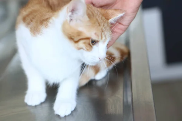 Gato Doente Bonito Espera Veterinário — Fotografia de Stock