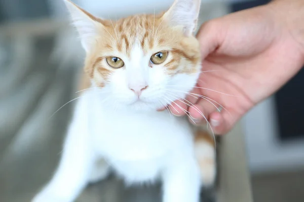 Gato Doente Bonito Espera Veterinário — Fotografia de Stock