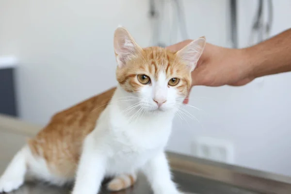 Gato Doente Bonito Espera Veterinário — Fotografia de Stock