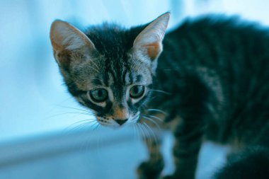 Tatlı hasta kedi veterineri bekliyor.