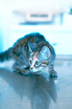 Tatlı hasta kedi veterineri bekliyor.