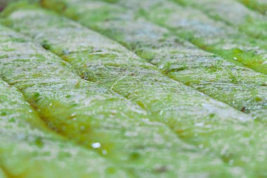 Geleneksel hindistancevizli tatlı baklavası. Ev yapımı fındıklı ve ballı baklava..