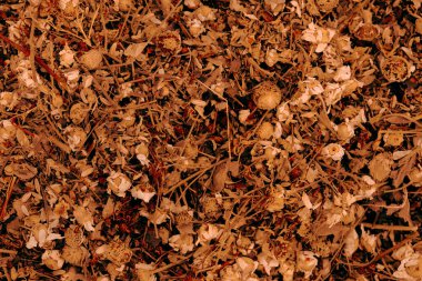 Mağazadaki sağlıklı kuru bitkiler 