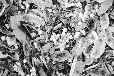 Mağazadaki sağlıklı kuru bitkiler 