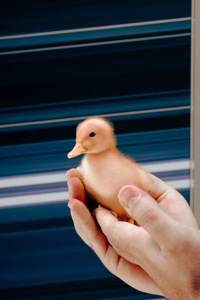 Gelbes Süßes Küken Steht Der Hand — Stockfoto