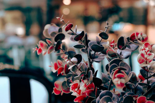 Fleur Séchée Colorée Debout Sur Table — Photo