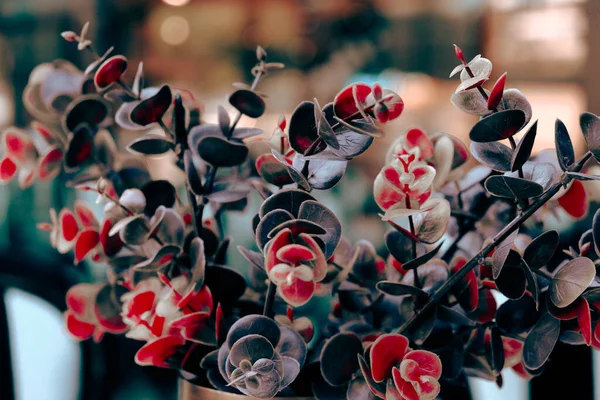 Fleur Séchée Colorée Debout Sur Table — Photo