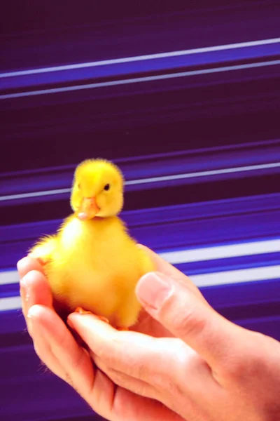 Geel Schattig Chick Staande Hand — Stockfoto