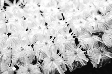 bir sürü değişik çikolatalı pralin