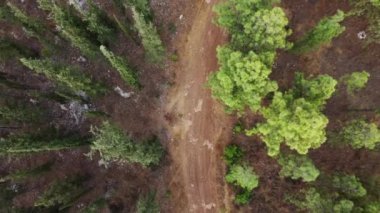 Ormandaki ağaçların ve patikanın dikey görüntüsü. Uzaklaş ve doğadaki renkli dokuyu döndür. Ormanın üzerinden uçmak, doğal arka plan hareket halinde