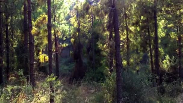 Vuelo con drones a lo largo del río entre árboles en un bosque de coníferas — Vídeos de Stock