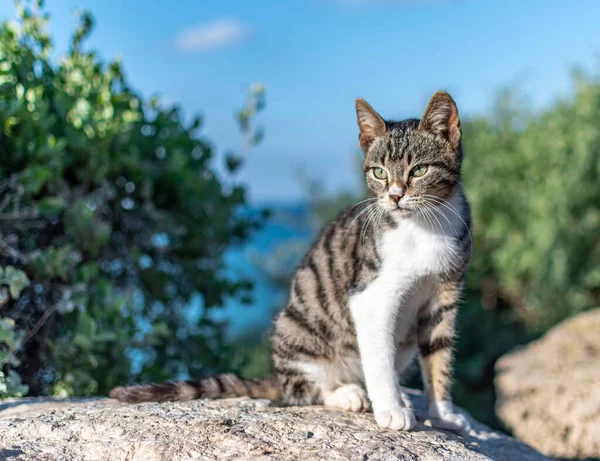 A beautiful and cute kitten is basking in the sun sitting on a stone against the background of the sky and green bushes Stock Picture