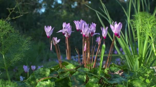 Nagranie 4K. Kwitnienie fioletu alpejskiego. Cyklamen w naturalnych warunkach w słoneczny dzień, wśród bujnej zielonej trawy. — Wideo stockowe