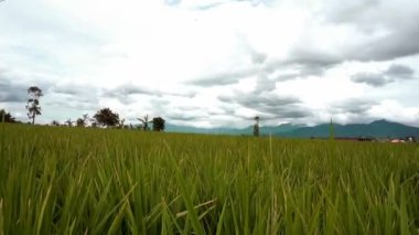 Rüzgarda esen pirinç tarlalarının manzarası, arka planda dağlar.