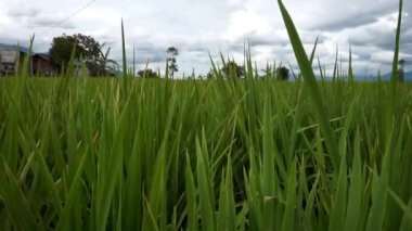 Rüzgarda esen pirinç tarlalarının manzarası, arka planda dağlar.