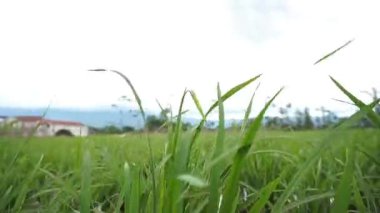 Rüzgarda esen pirinç tarlalarının manzarası, arka planda dağlar.