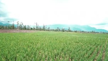 Rüzgarda esen pirinç tarlalarının manzarası, arka planda dağlar.