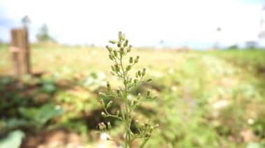 Rüzgarda güzel çiçekler