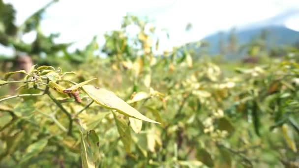 Zielone Rośliny Chili Ogrodzie — Wideo stockowe